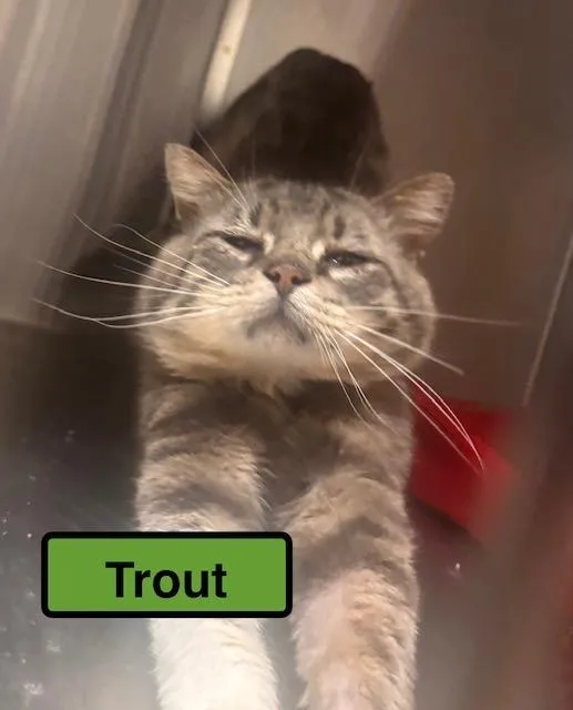 A young medium-sized male Domestic Short Hair cat named Trout for adoption in Zimmerman, MN