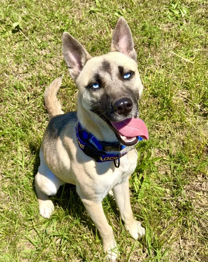A young medium-sized female Shepherd dog named Moon for adoption in Maryville, TN