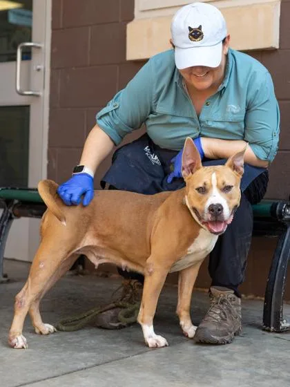 An adult large-sized female Mixed Breed dog named Prose for adoption in Chamblee, GA