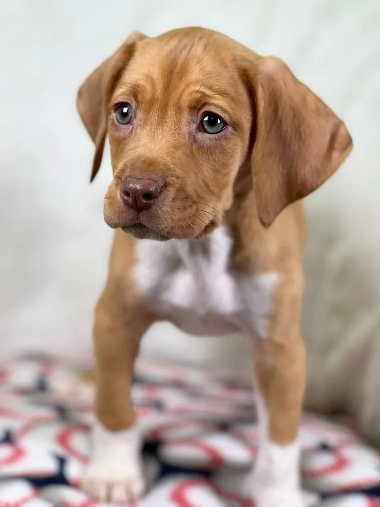 A baby medium-sized male Hound dog named Sandlot Litter  Squints for adoption in Savage, MN