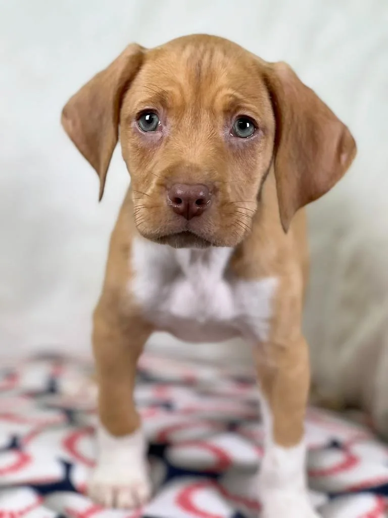 Sandlot Litter  Squints thumbnail 2