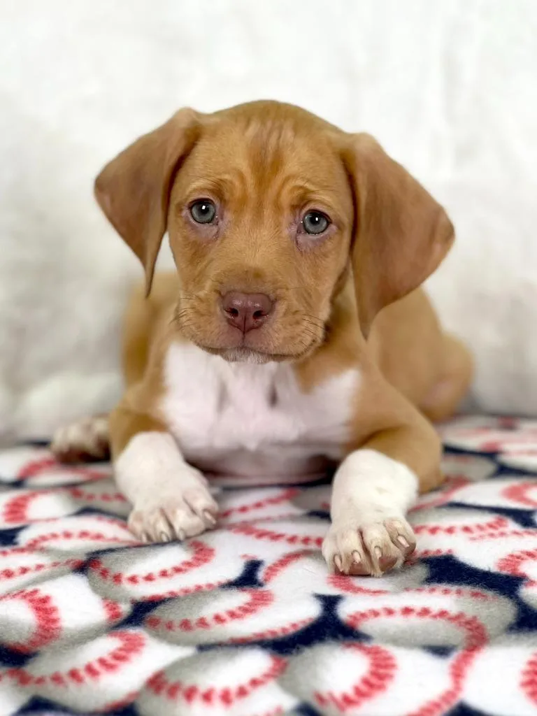 Sandlot Litter  Squints thumbnail 3