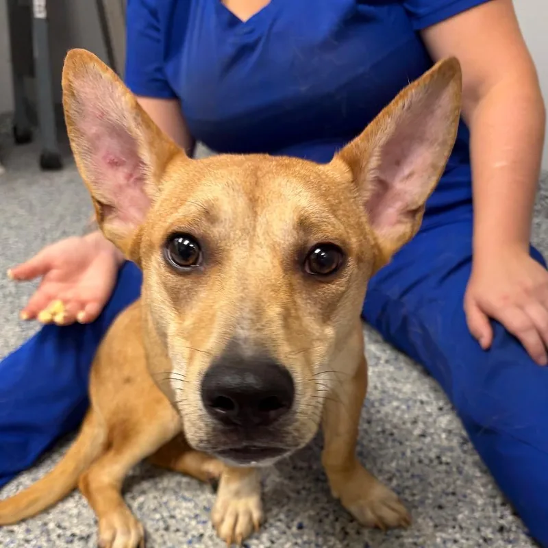 A young medium-sized male Brown / Chocolate Mixed Breed dog named Apple jelly for adoption in Greenville, SC