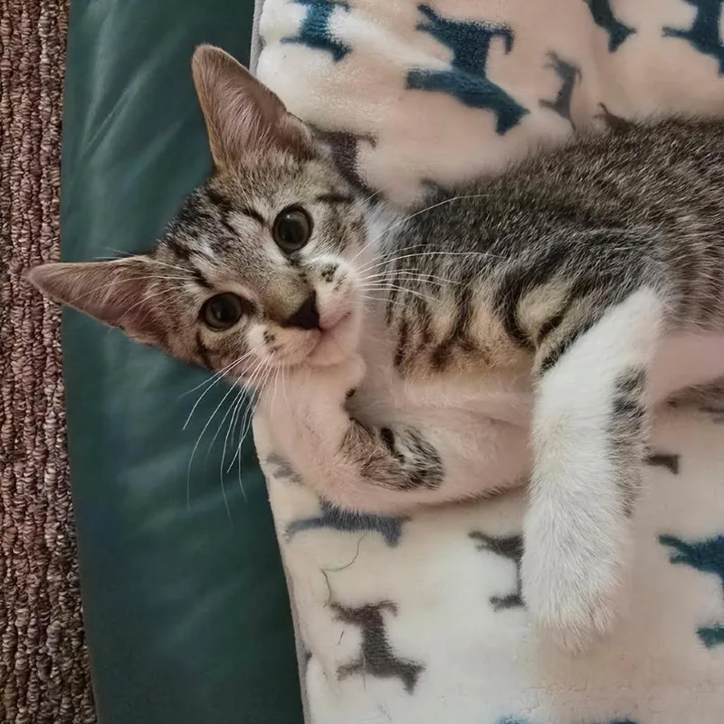 A baby small-sized male Brown / Chocolate Domestic Short Hair cat named Sparrow for adoption in Middleburg Heights , OH