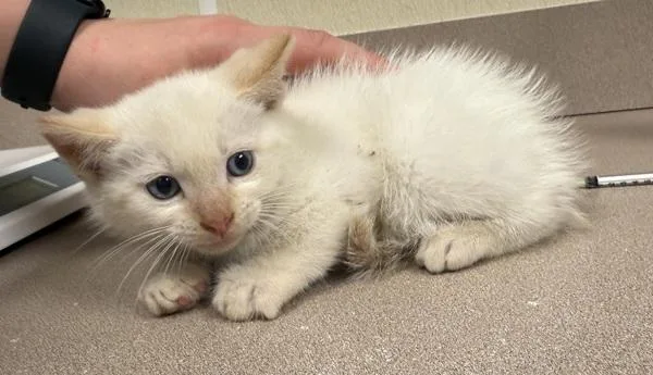 A baby small-sized male Siamese cat named Uva for adoption in Salisbury, MD