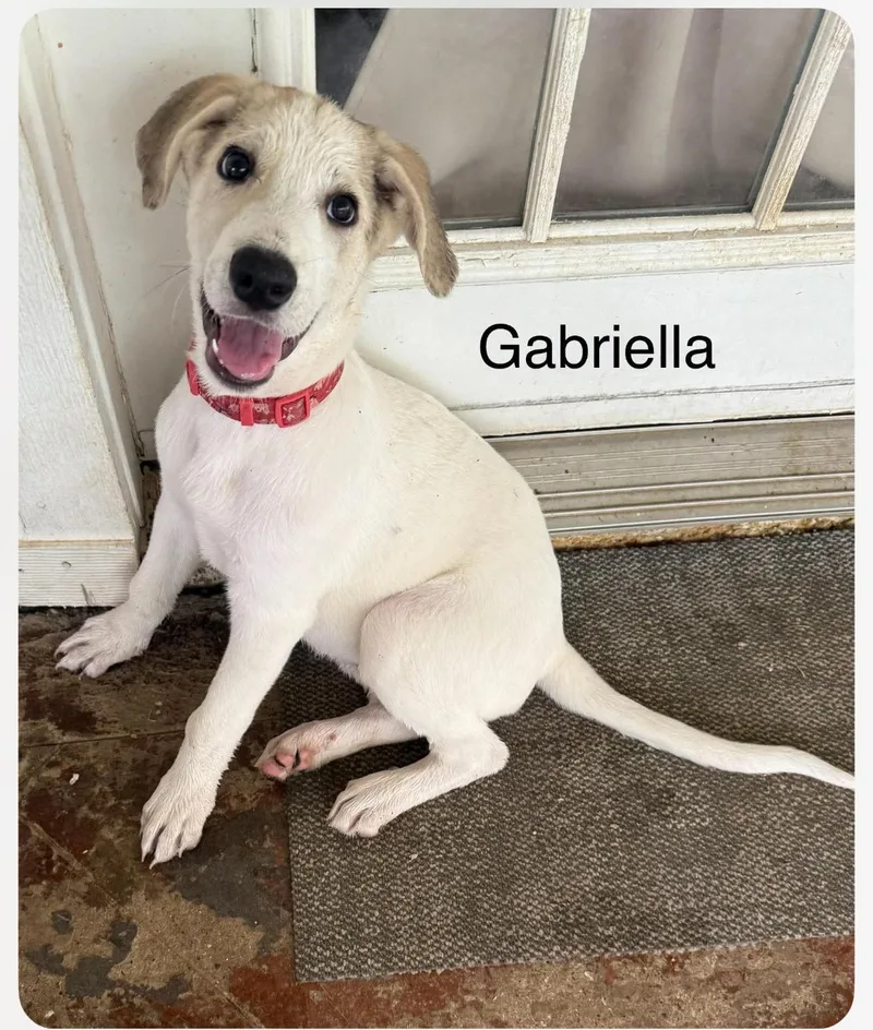 A baby large-sized female White / Cream Great Pyrenees dog named Gabriella for adoption in Columbia, MD
