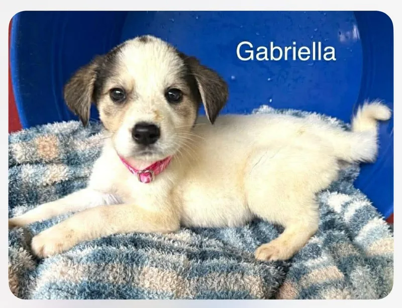 Gabriella thumbnail 2
