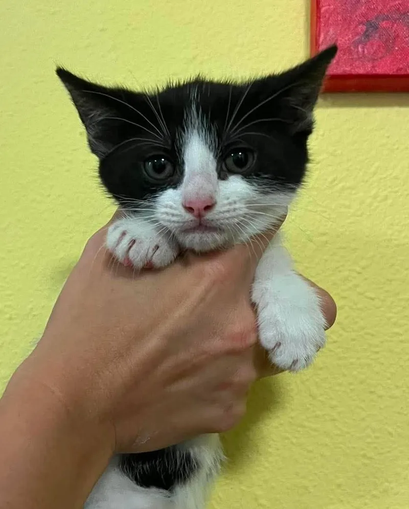 A baby small-sized female Black Domestic Medium Hair cat named Kayleigh for adoption in Rockwall, TX