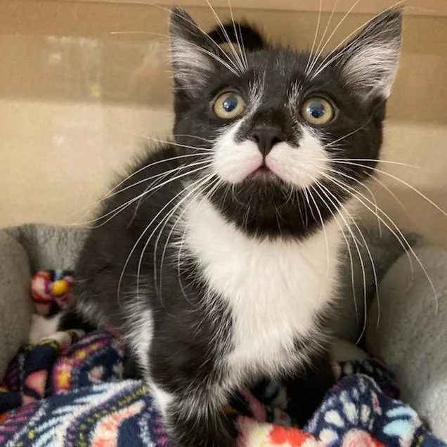 A baby small-sized male Black Domestic Short Hair cat named Scone for adoption in Attica, NY
