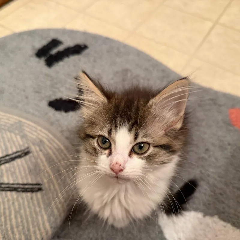 A baby small-sized female Domestic Short Hair cat named Pippi for adoption in Muncie, IN