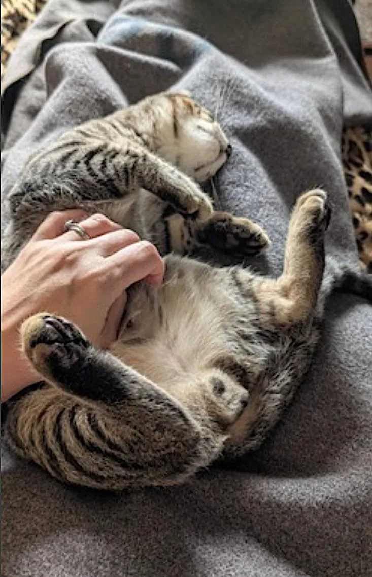 A baby medium-sized male Domestic Short Hair cat named Cricket and Daphne for adoption in Amherst, MA