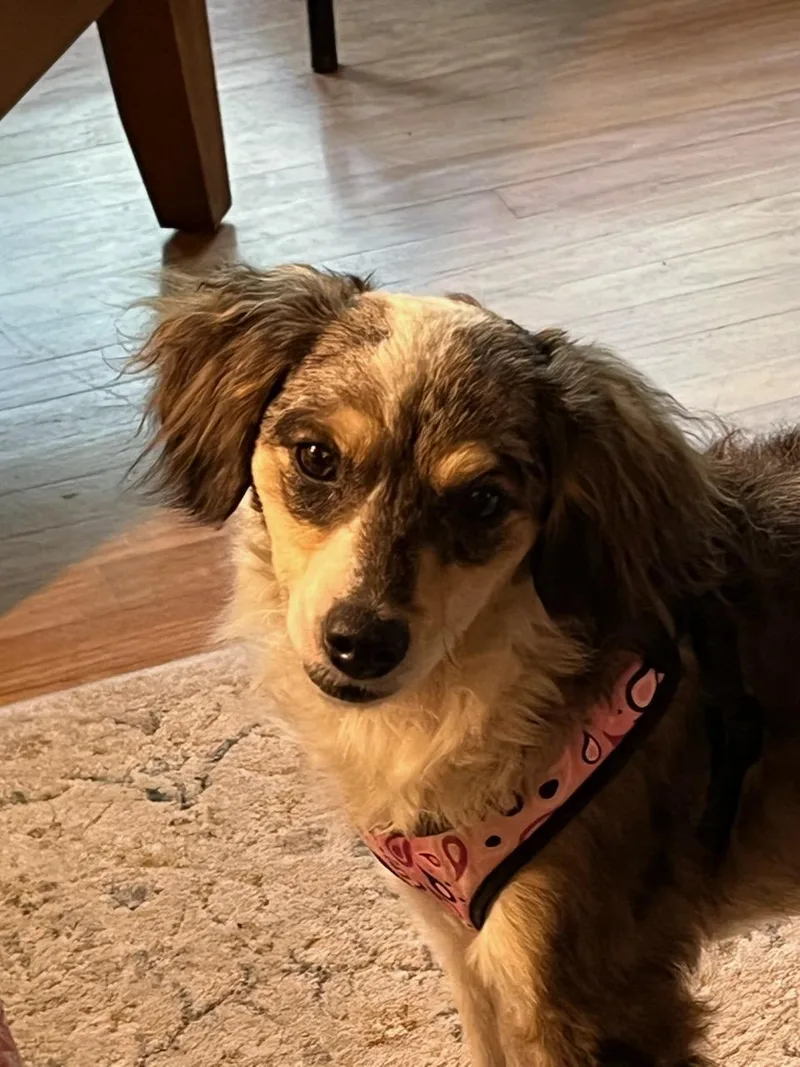 A young small-sized female Miniature Poodle dog named Nadine for adoption in Lexington, KY