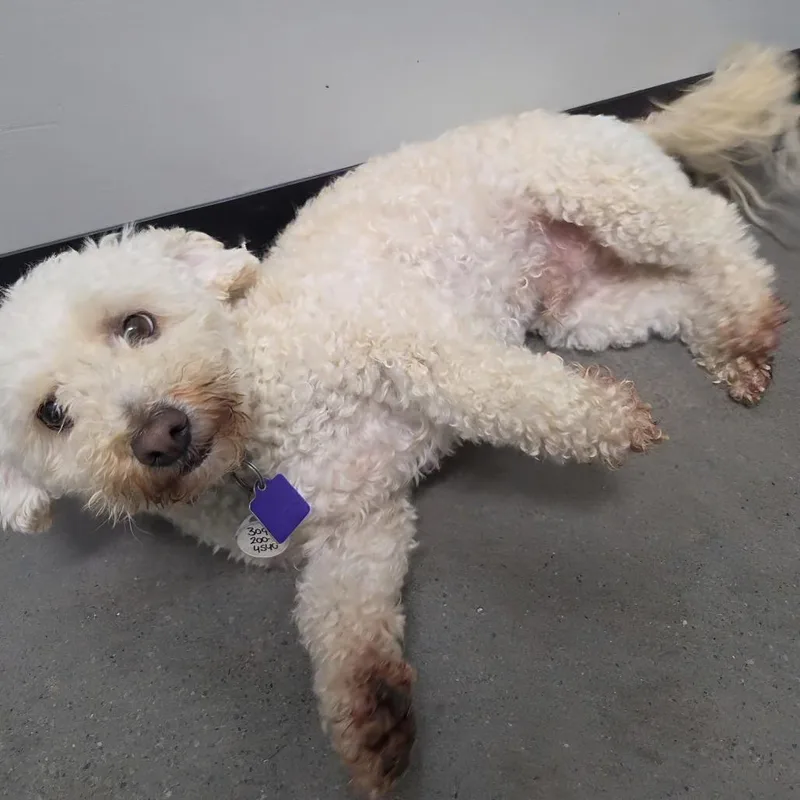 Cooper thumbnail 2