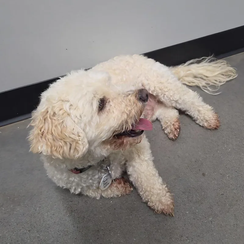 Cooper thumbnail 3