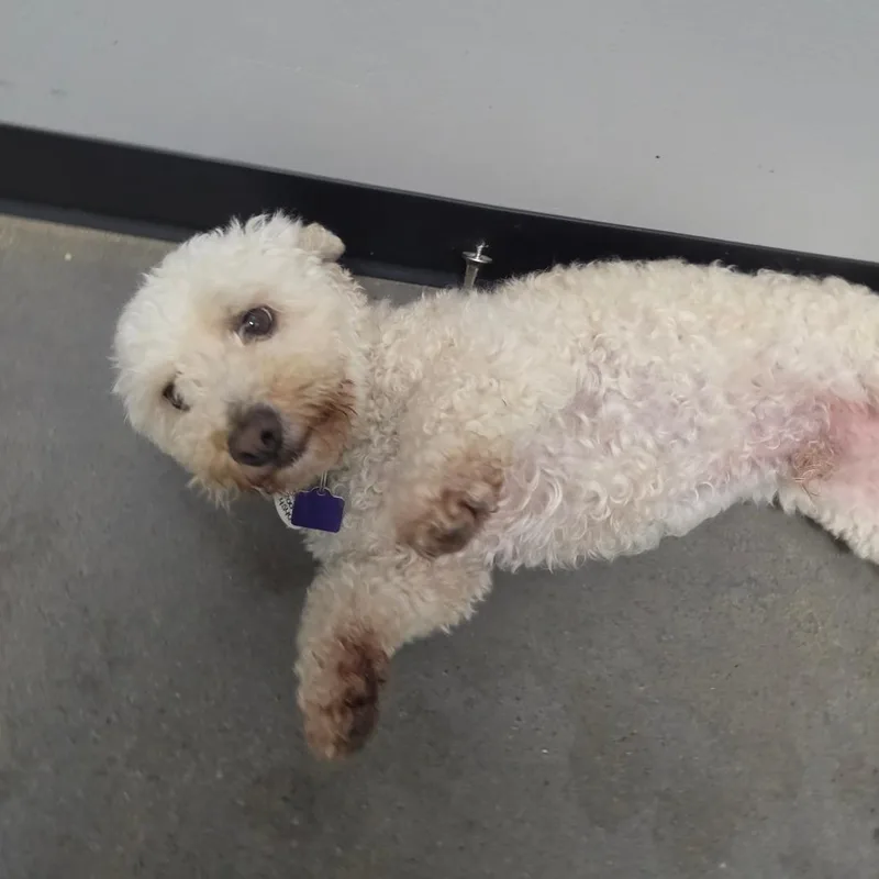 Cooper thumbnail 4