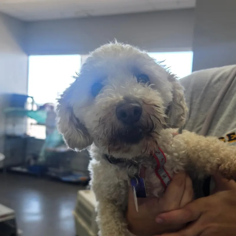 Cooper thumbnail 6