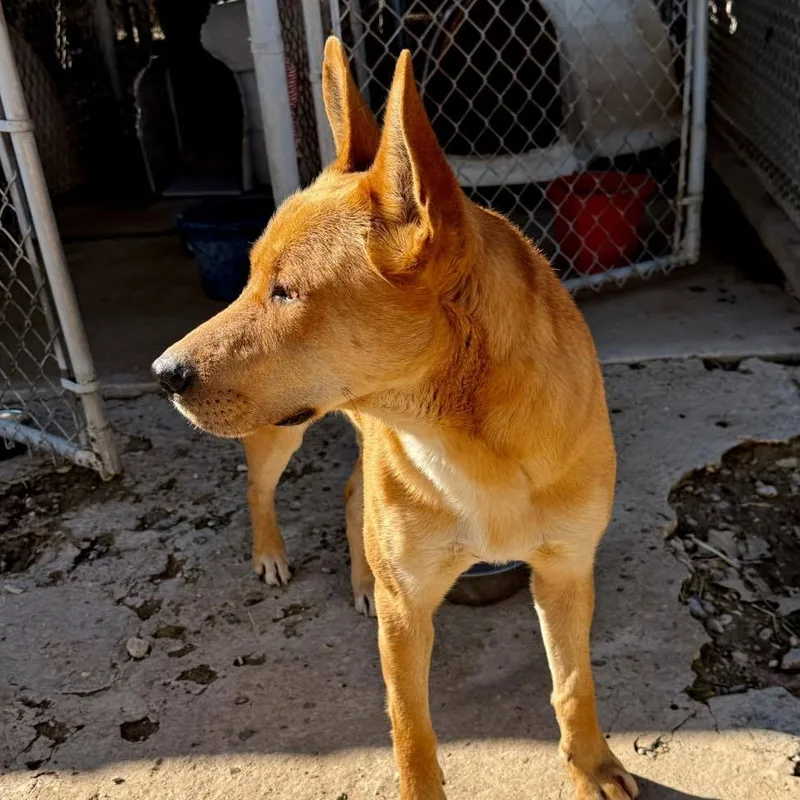 A young medium-sized male Shepherd dog named Jerry for adoption in Shreveport, LA