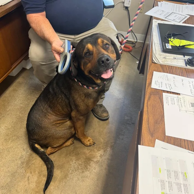 An adult extra large-sized male Brown / Chocolate Mastiff dog named Lug for adoption in Shelbyville, IL