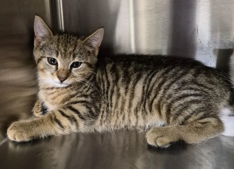 A baby medium-sized male Domestic Short Hair cat named Tap for adoption in Christiansburg, VA