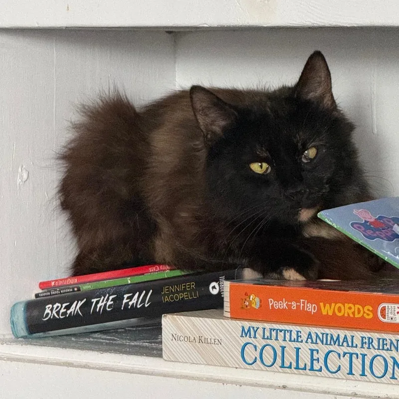 A young small-sized female Tortoiseshell Domestic Long Hair cat named C Noir for adoption in Franklin, PA