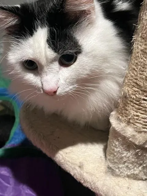 Leo  Frankie And thumbnail 3