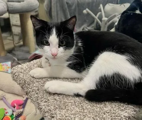 Leo  Frankie And thumbnail 5