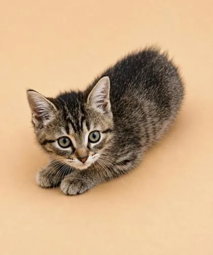 A young small-sized female Domestic Short Hair cat named Pickles for adoption in Dahlonega, GA
