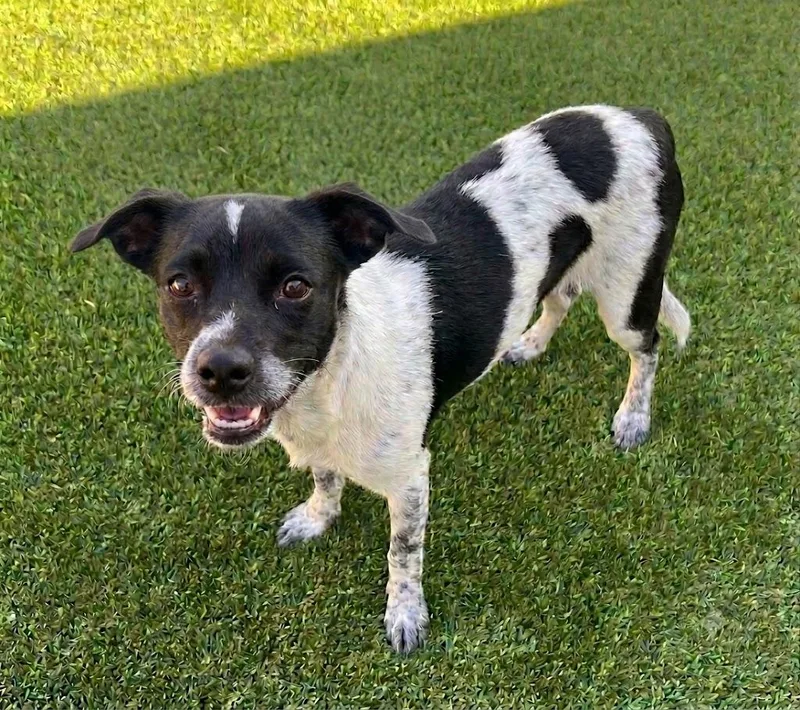 A baby small-sized female Australian Cattle Dog / Blue Heeler dog named Amy for adoption in Dallas, TX