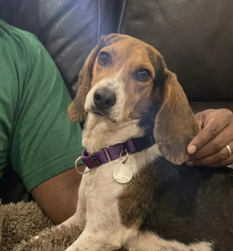 A young small-sized male Black Beagle dog named Joe Cool for adoption