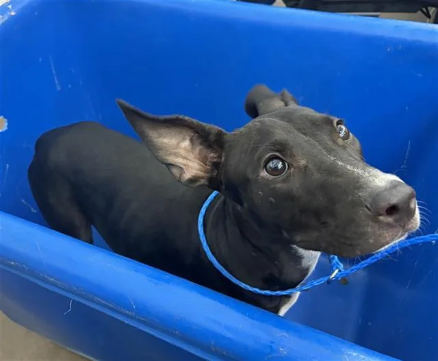 A young medium-sized female Mixed Breed dog named Sushi for adoption in Dallas, TX