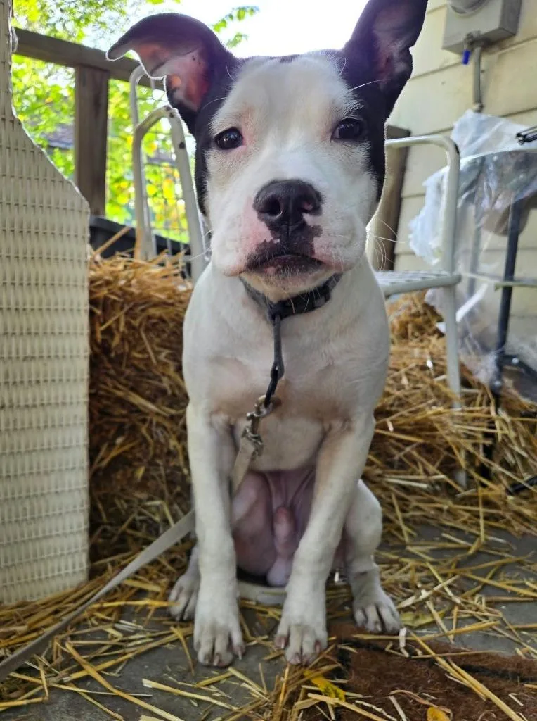 A baby medium-sized male American Staffordshire Terrier dog named Kuromi for adoption in Warren, MI