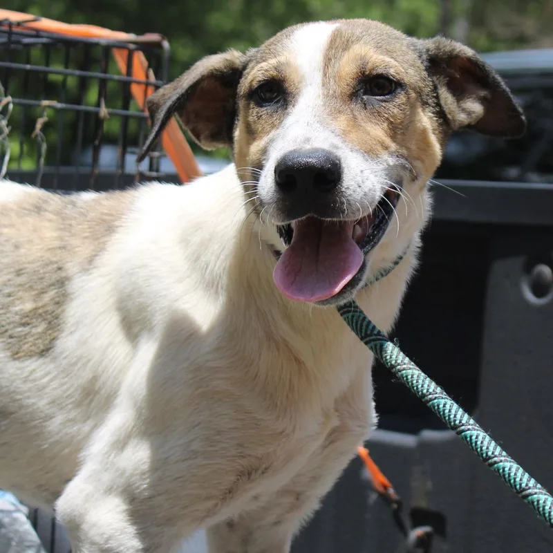 A young medium-sized female White / Cream Mixed Breed dog named Libby for adoption in Valley, AL
