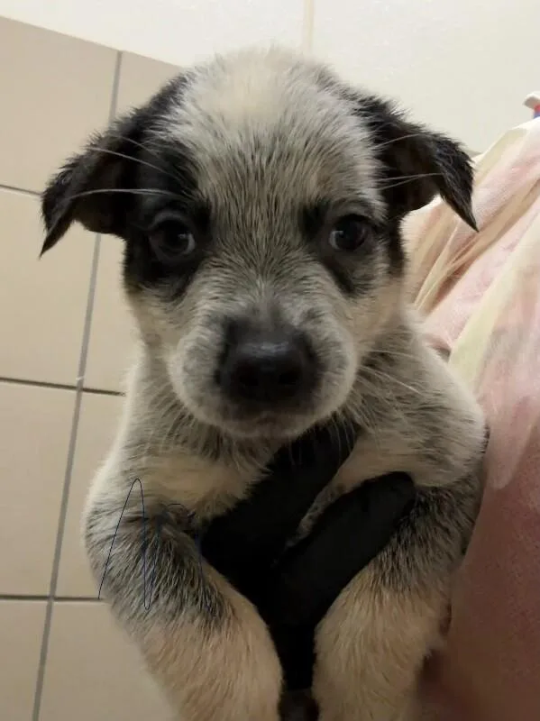 A young small-sized male Black Mixed Breed dog named Quest for adoption in Hobbs, NM