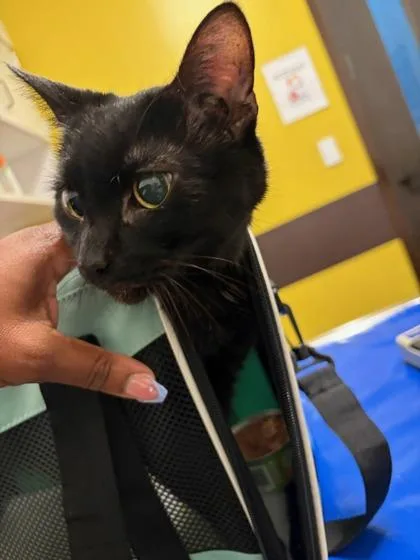 An adult large-sized male Domestic Short Hair cat named Wow for adoption in Atlanta, GA