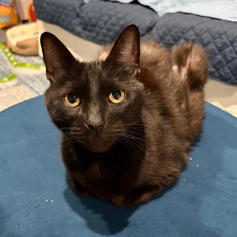 An adult large-sized male Black Domestic Short Hair cat named Sir Crispy for adoption in Ferndale, MI