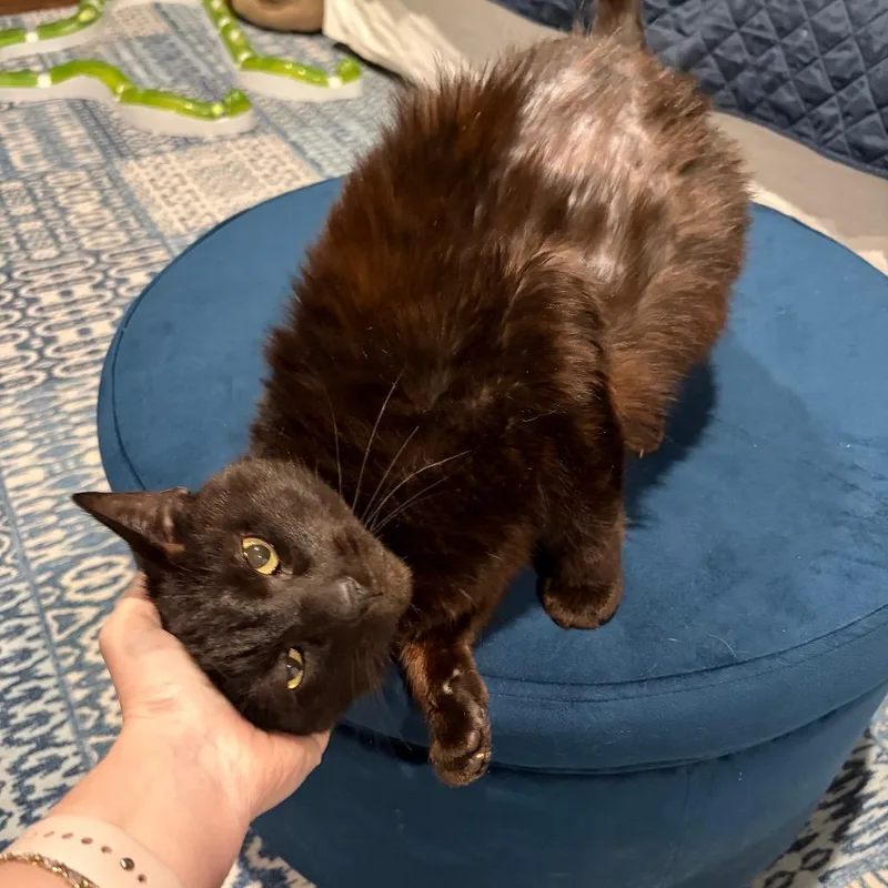 Sir Crispy thumbnail 2