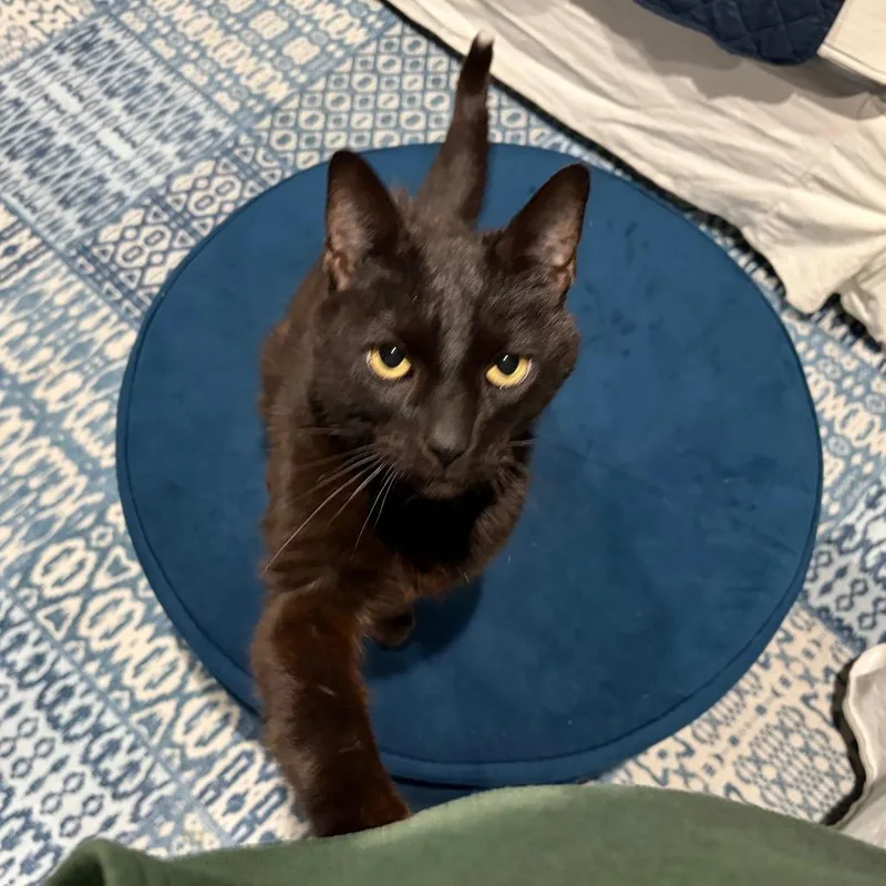 Sir Crispy thumbnail 3