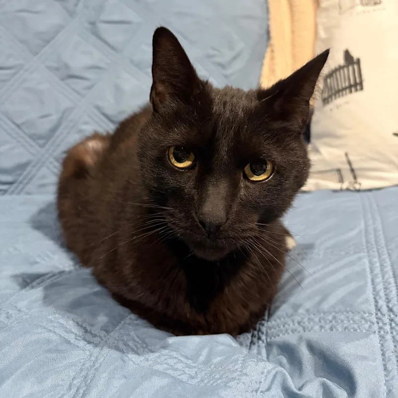 Sir Crispy thumbnail 4