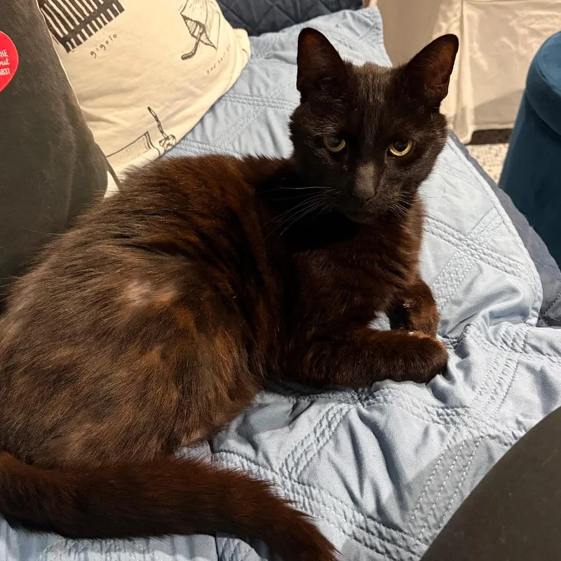 Sir Crispy thumbnail 5