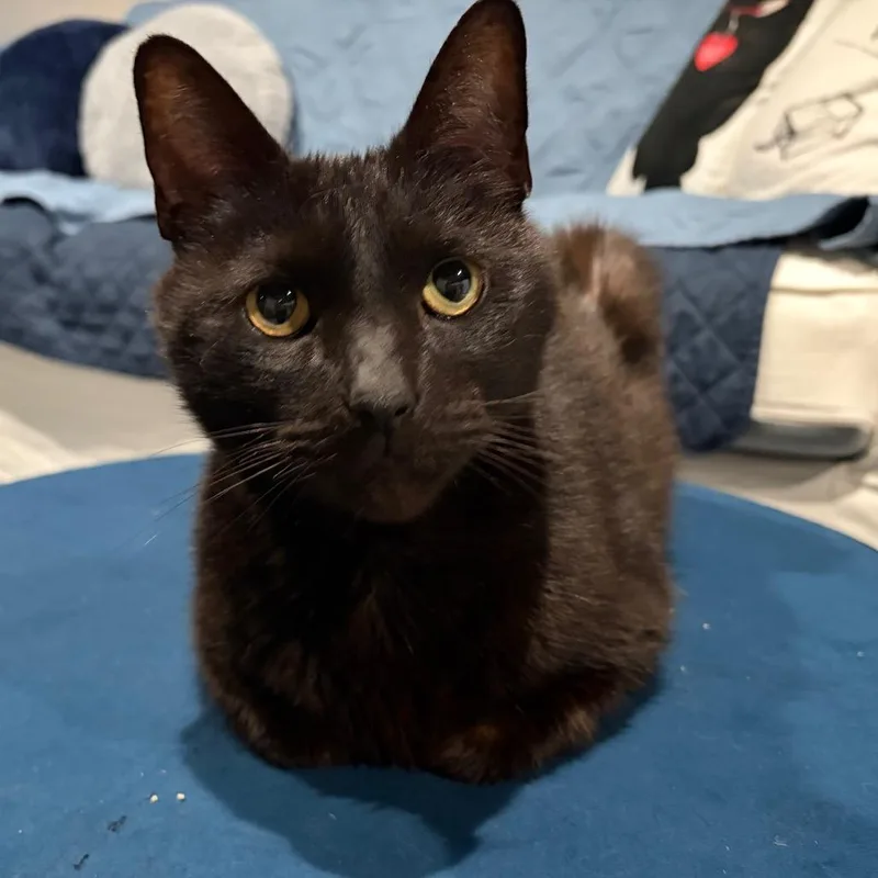 Sir Crispy thumbnail 6