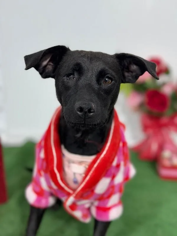 A young small-sized female Black Chihuahua dog named July for adoption in Carlsbad, CA