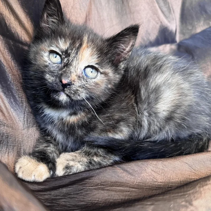 A baby small-sized female Tortoiseshell Domestic Short Hair cat named Toni Chestnut K for adoption in Eaton Rapids, MI