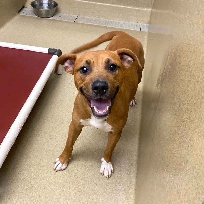 A young medium-sized male Red / Chestnut / Orange Mixed Breed dog named Coop for adoption in Monroe, GA