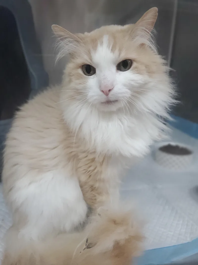 Oscar