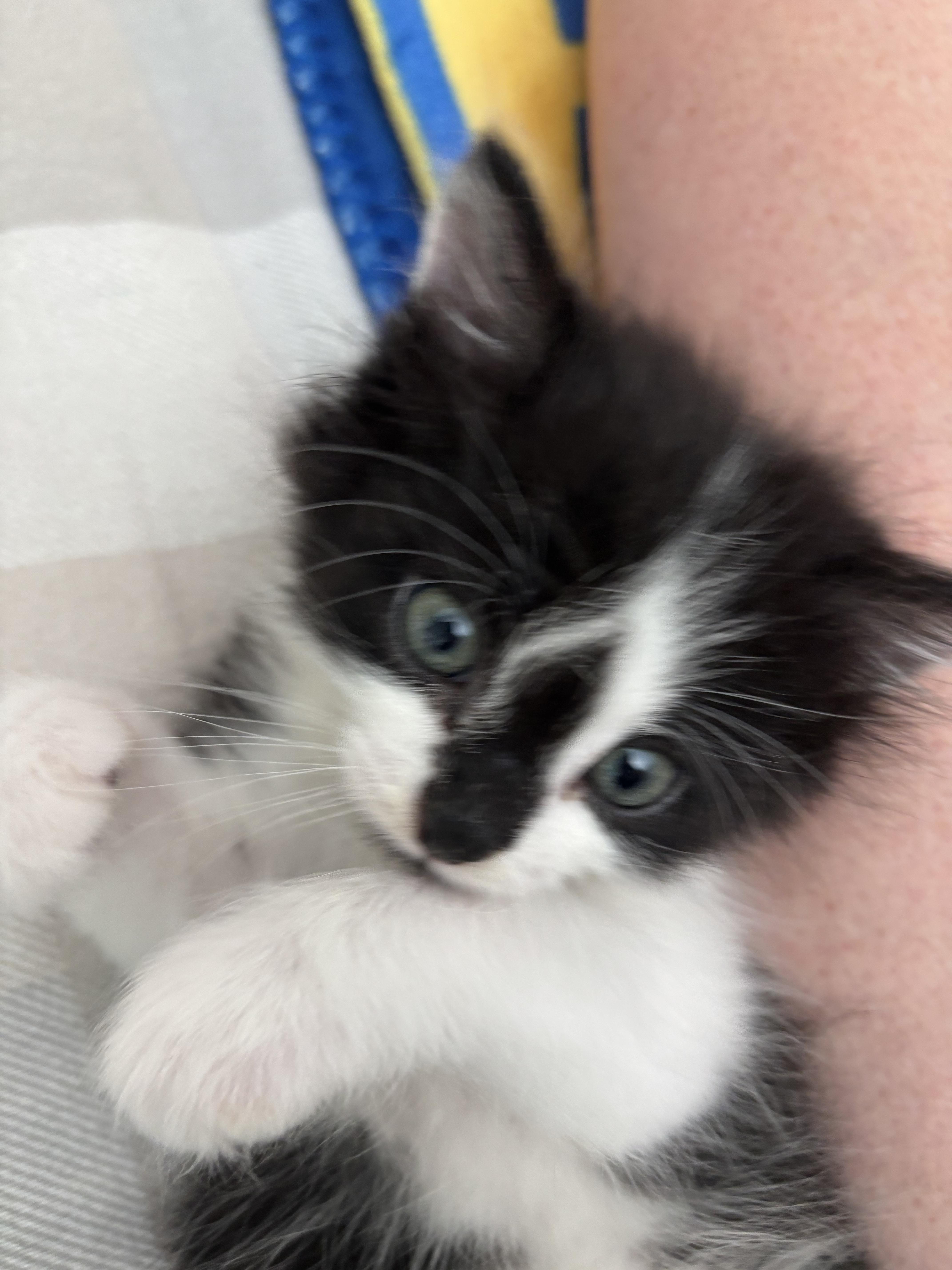 A baby medium-sized male White Domestic Short Hair cat named Pedro for adoption in Fruit Heights, UT