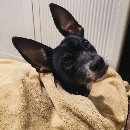 An adult small-sized female Black Chihuahua dog named Marnie for adoption in Marble Falls, TX