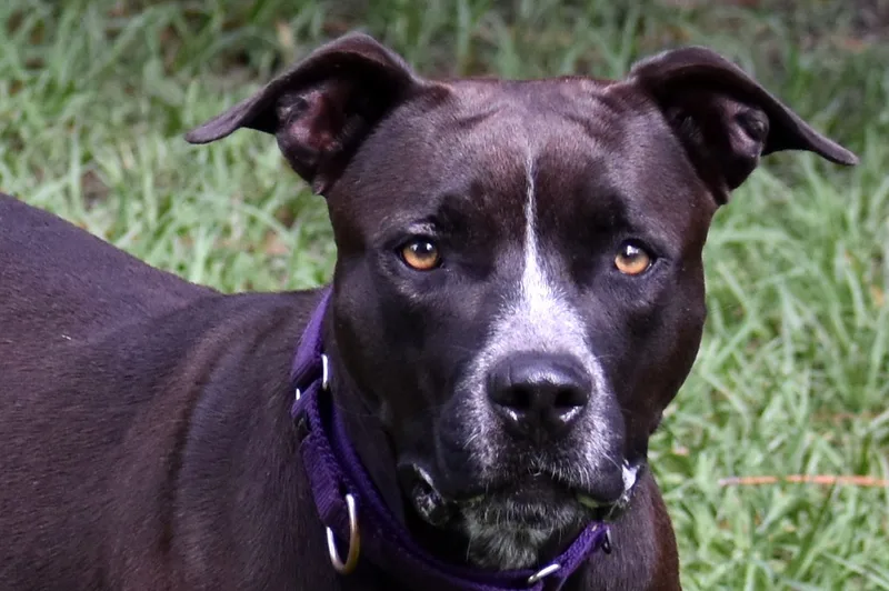 An adult medium-sized female Black Labrador Retriever dog named Wendy for adoption in Palm City, FL