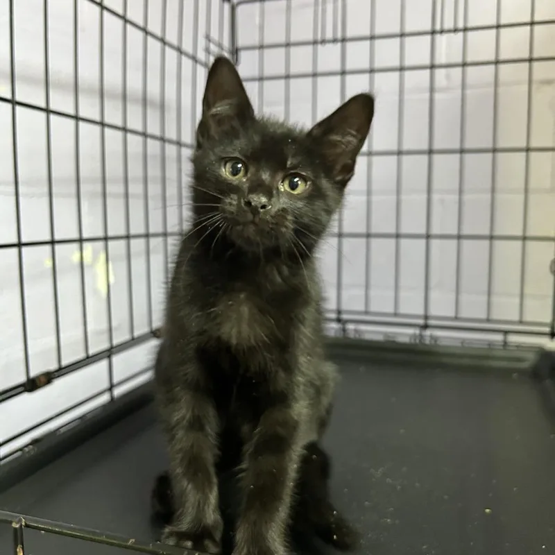 A baby small-sized male Black Domestic Short Hair cat named Chef for adoption in Enterprise, AL