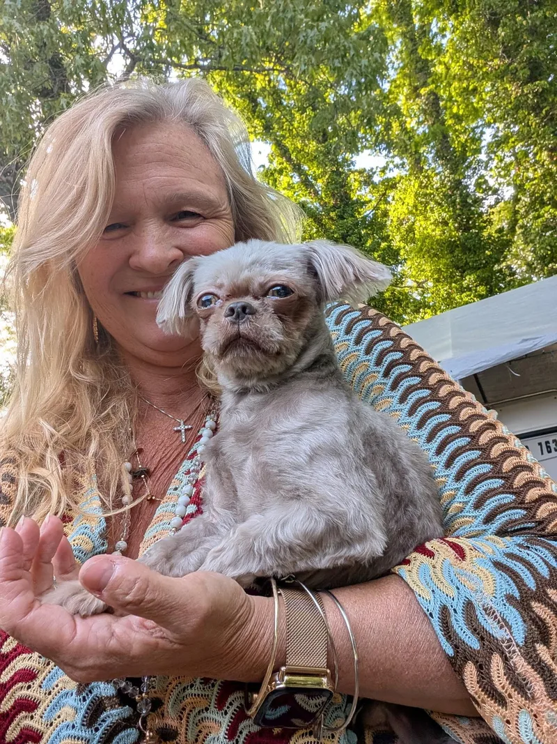 An adult small-sized male Shih Tzu dog named Taz for adoption in Chesapeake Beach, MD
