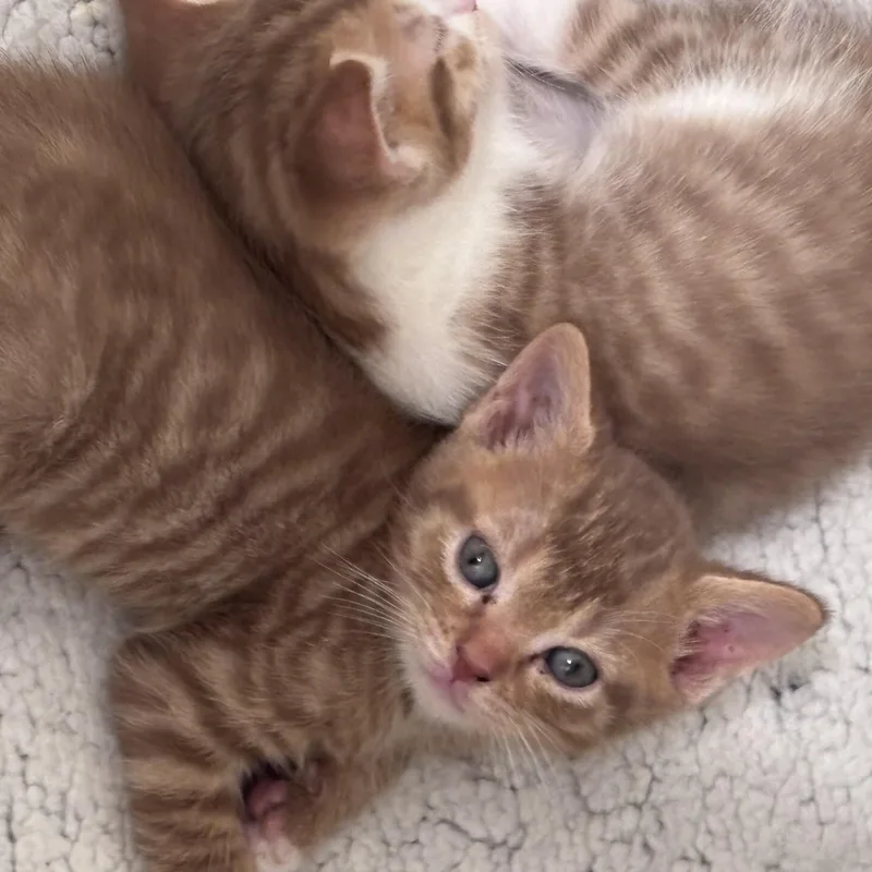 A baby medium-sized female Orange & White Domestic Medium Hair cat named Kiwi for adoption in Liverpool, TX